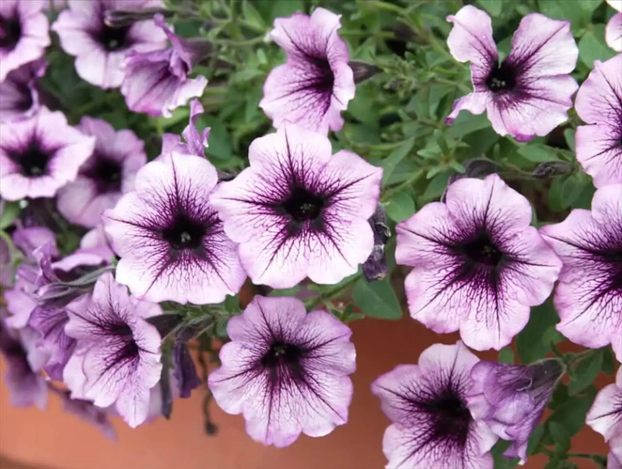 Scopri i minuscoli parassiti che rovinano la calibrachoa: sono davvero invisibili a occhio nudo?