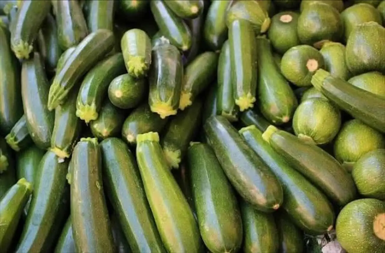 Scopri l’esposizione ideale per far crescere zucchine sane e abbondanti