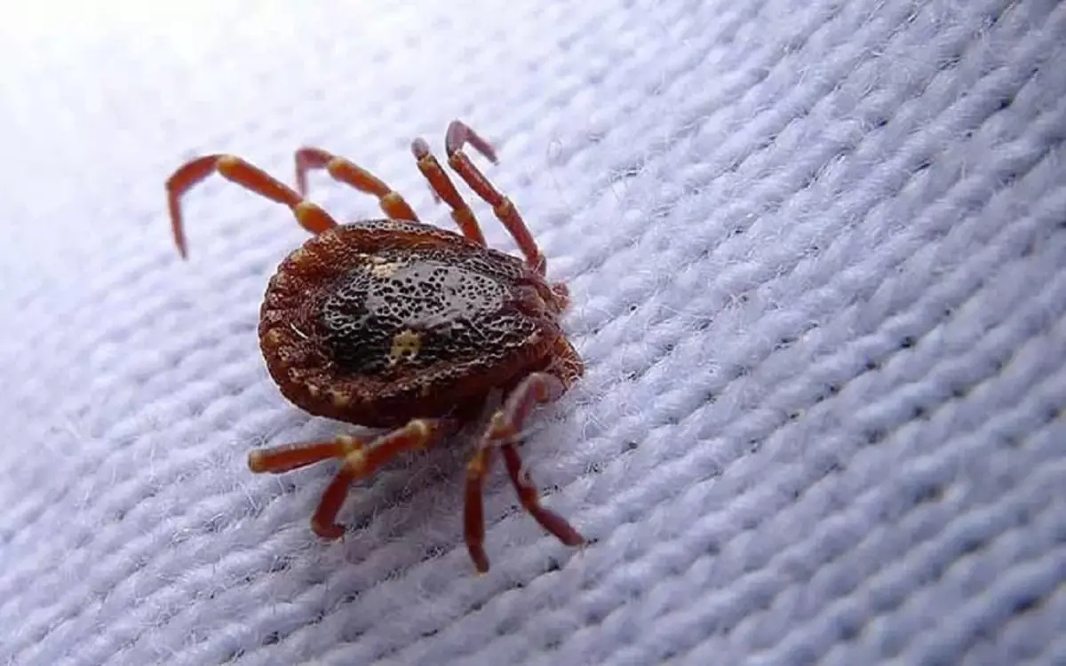 Ecco cosa possono provocare gli acari: attenzione a questi sintomi in casa